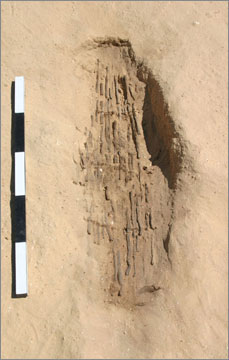 Figure 23. Tamarisk matting revealed within the burial pit of Individual No. 39