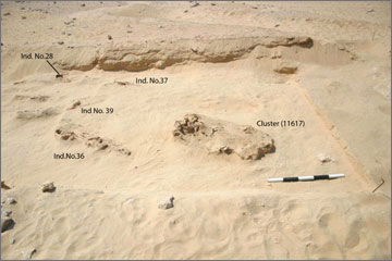 Figure 25. Bone Cluster (11617) and burials in the vicinity. View site north