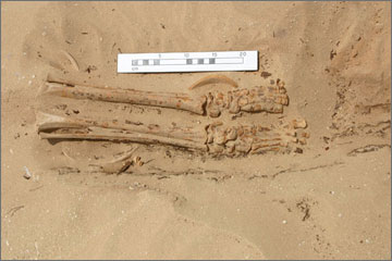 Figure 27. Articulated lower legs and feet of Individual No. 38, overlying additional bone and decomposing organics