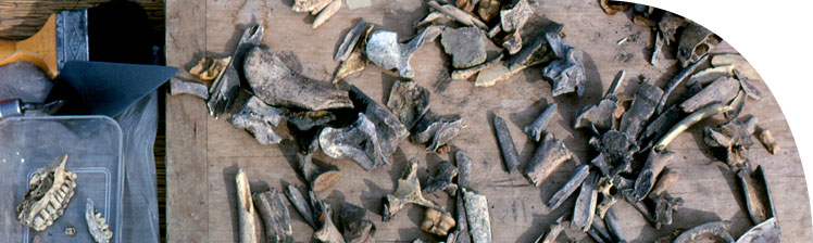 Animal bones from the excavation of the Workmen's Village, in the initial stages of being sorted.