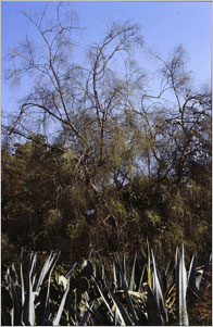Moringa tree