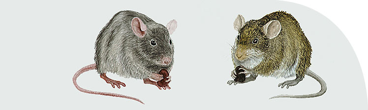 Black rat (left) and Nile rat (right): their interaction perhaps a significant factor in the history of disease in Egypt.