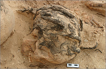 (Fig.12) Skull (11391) found beside Individual 17, with well preserved hair braids 