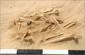(Fig.2) A collection of disarticulate human bones (bone cluster (11341)) in square H51 