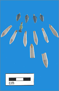 (Fig.23) Group of faience collar pendants, quite possibly from a single collar. From left to right; top row: obj. 37564, 37521, 37552, 37554; second row: 37647; third row: 37536, 37507, 37516, 37578, 37535, 37495i; bottom row: 37495ii, 27557