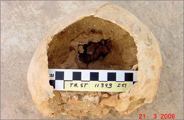 (Fig.28) Skull showing brain (reddish brown) still in situ within sandy matrix