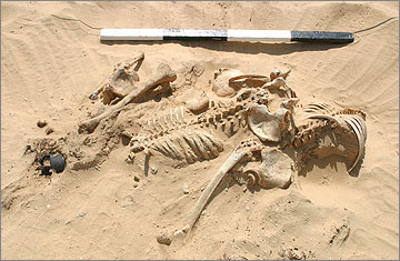 (Fig.5) A heap of articulated torsos in the western part of square L51, probably piled here by grave-robbers