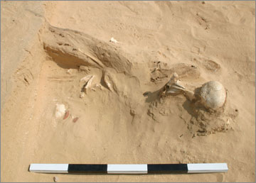 Figure 11. Bone Cluster (11587). View site south