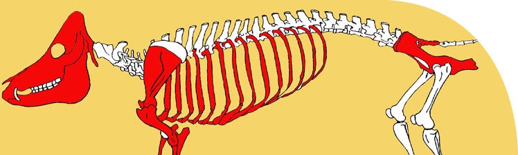 Skeleton of pig, marking in red the bones present in a particular archaeological context.
