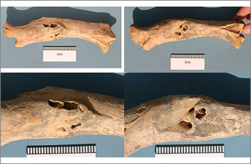 [11239].1: unfused femur shaft of a juvenile pig with re-healed break across the diaphysis 