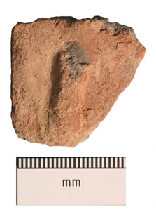 Figure 25: The hood of a pottery cobra figurine (obj. 38105)